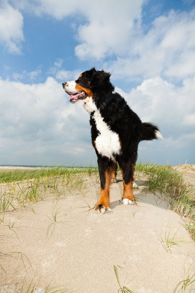 Happy berner sennen狗户外在海滩上奔跑。