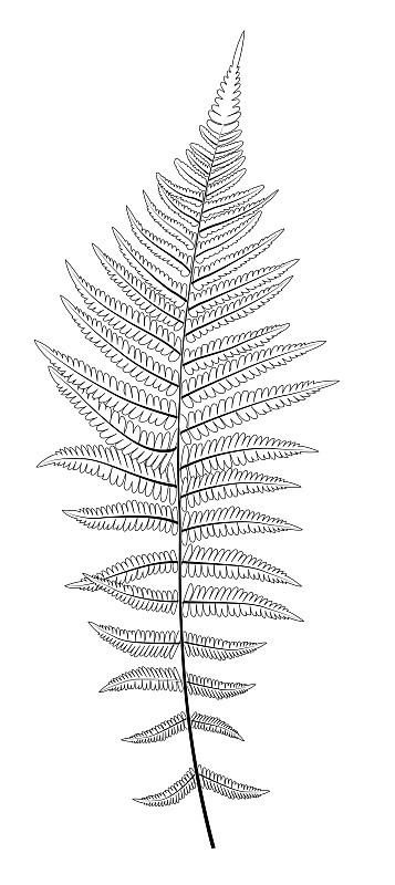 蕨叶轮廓矢量背景插图