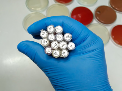 科学家或微生物学家手持抗生素盘进行敏感性测试。