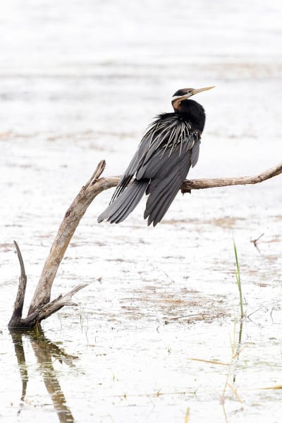 非洲飞镖(anhinga rufa)