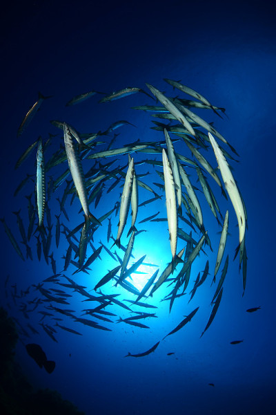 水下照片