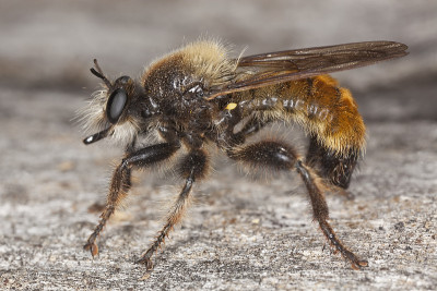 食蚜蝇(Laphria flava)
