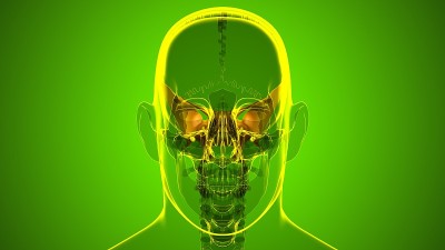 人类骨骼头骨蝶骨解剖学的医学概念