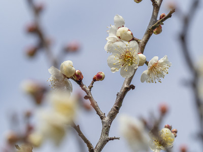 梅花