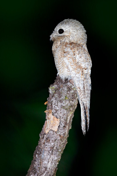 Potoo, Nyctibius griseus，夜间栖息在树枝上的热带鸟，夜间动作场景，动物在黑暗