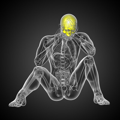3d渲染医学插图的上颅骨