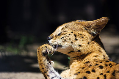 美丽的薮猫的猫