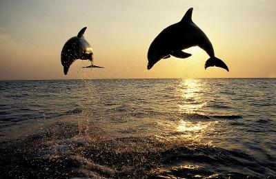 宽吻海豚，钝头tursiops，飞跃日落，洪都拉斯