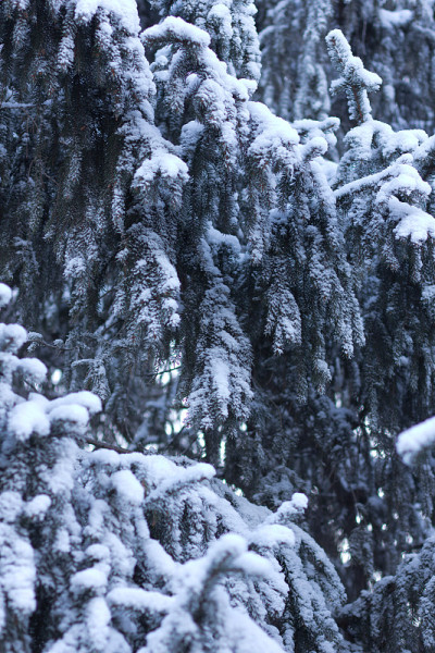 松林之雪
