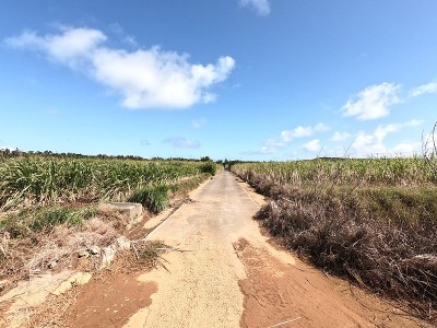 农场道路的景色