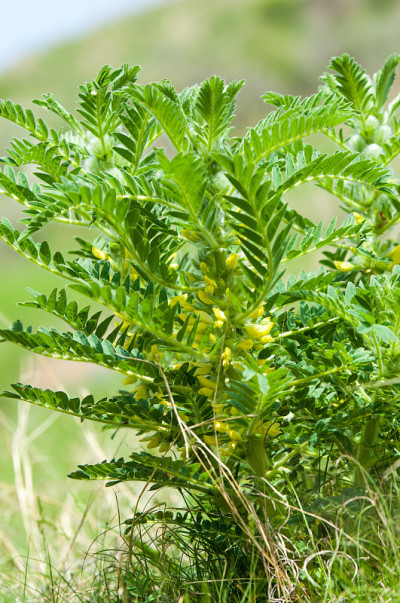 黄芪。鉴别。山羊的刺。vine-like。黄芪sieversianus。