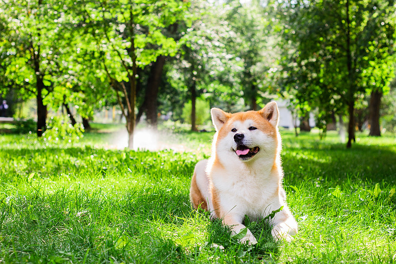 美丽的雄性日本犬秋田犬