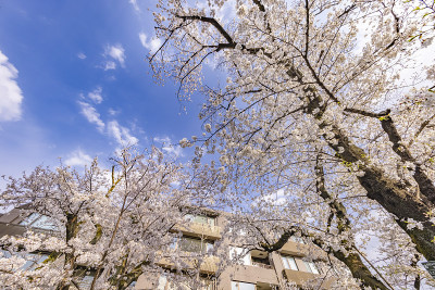 这个城市里樱花盛开