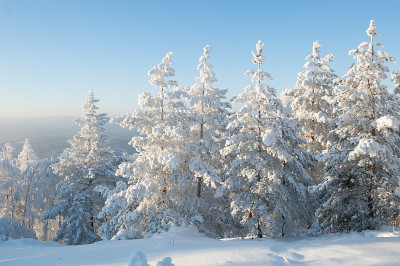 大雪下的树