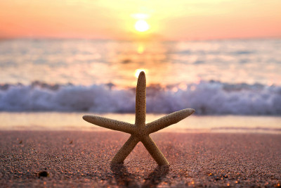 日出时海滩上的海星