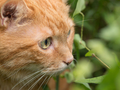红色的猫。