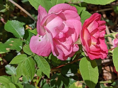 夏日花园里的粉红玫瑰