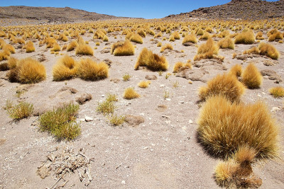 弗洛拉在塔拉Salar，智利