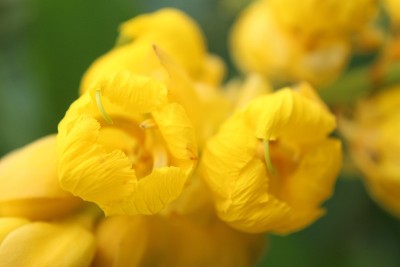 黄色花的癣灌木或蜡烛灌木(Senna alata)被称为akapulko，由于它的泻药，泻药和抗真菌