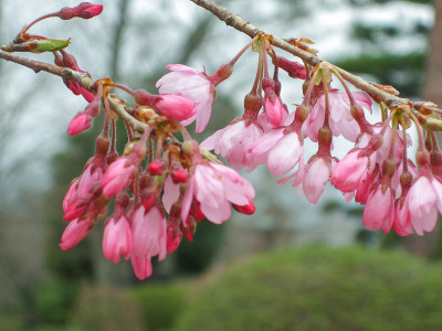特写的粉红色花的自然背景