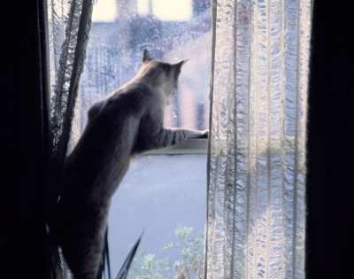 家猫