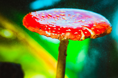 美丽的红色与白色斑点蘑菇上的苔藓