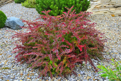 在岩石花园中栽培小檗(Berberis thunbergii“Golden Ring”)