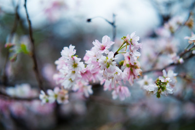 樱花