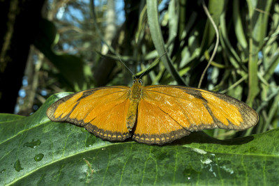 蝴蝶朱莉娅(Dryas iulia)，特写