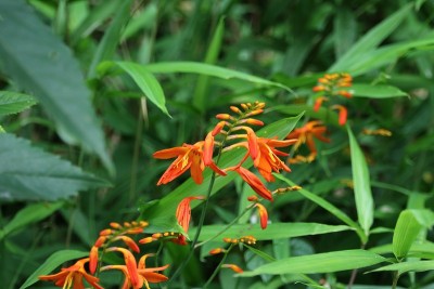 鸢尾科花