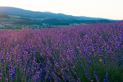 日本北海道的薰衣草田