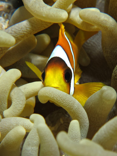Anemonefish