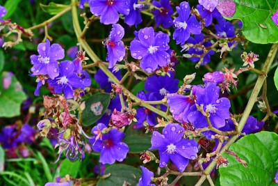美丽的蓝花