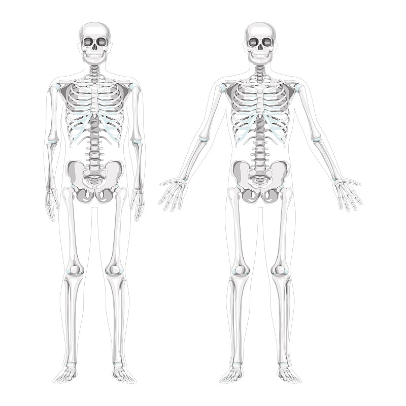 一套骷髅人逼真的图表前视图不同的手的姿势