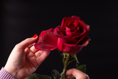 玫瑰上的斑点。植物死在花上。被宠坏的花朵。