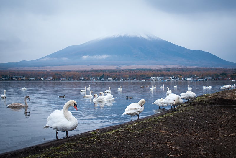 白天鹅和富士山