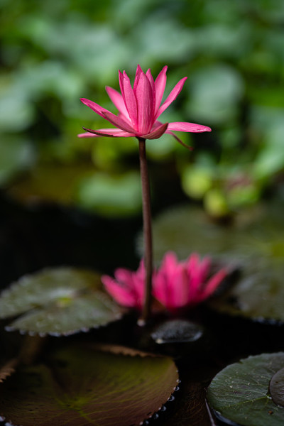睡莲