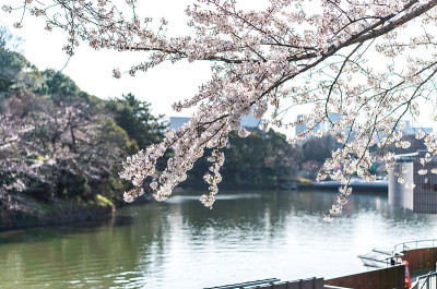 樱花