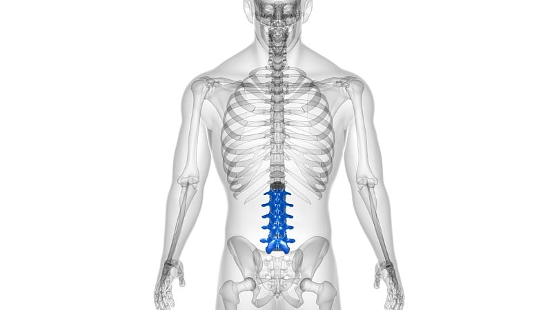 人体骨骼、脊柱、腰椎解剖学