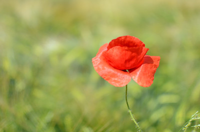 Klatschmohn