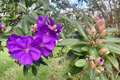 紫竹的花蕾