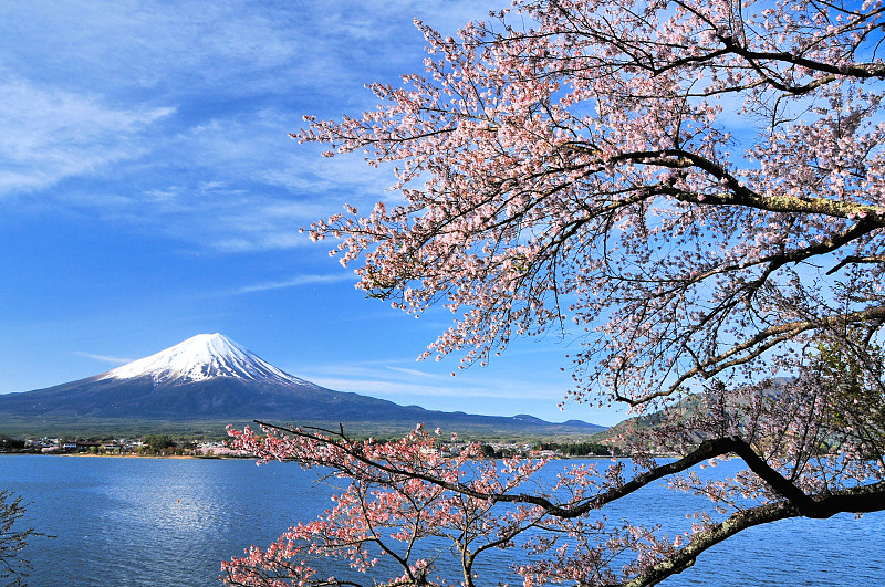 富士山和樱桃树