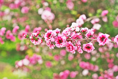 Leptospermum scoparium