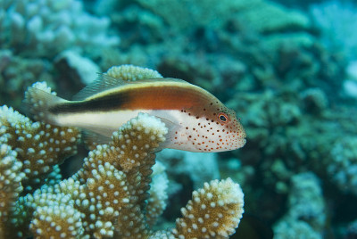 有雀斑的hawkfish