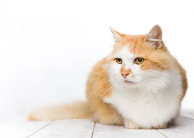红白相间的长毛猫在白木上