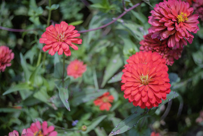 Zinnia