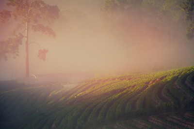薄雾清晨日出在草莓园在doi angkhang山清迈泰国