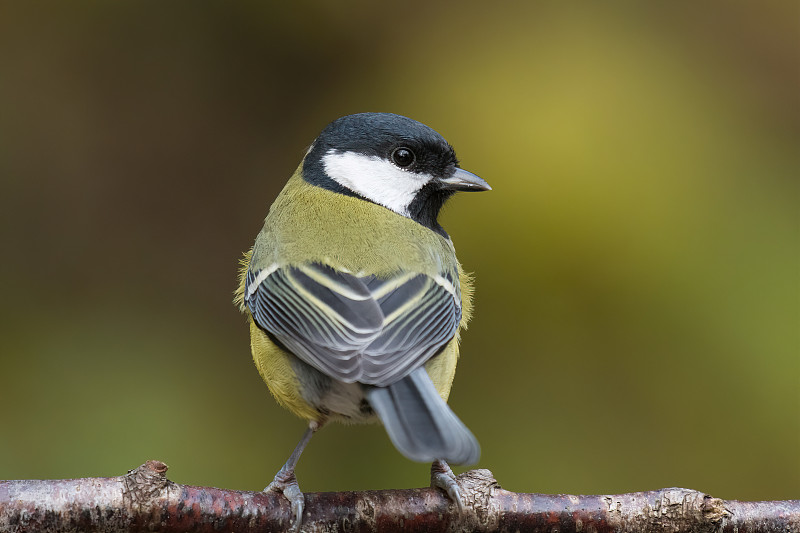 大山雀(Parus major)