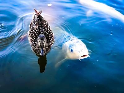 Duck@Fish