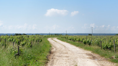 Vouvray葡萄园